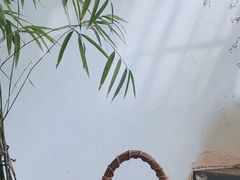 -芙蕾哥哥souffle