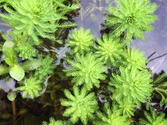 -桤木河湿地公园