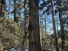 -天目山大树王景区