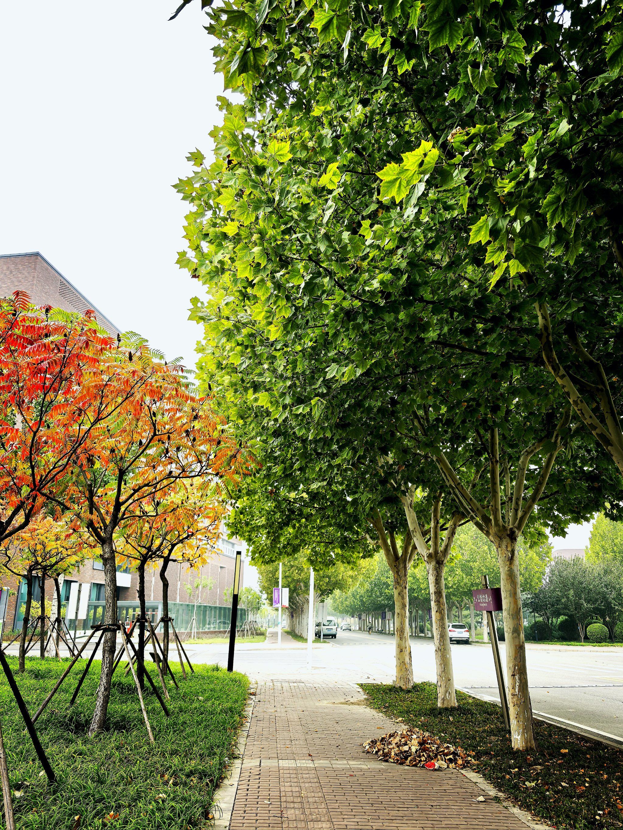 校园里的那抹风景
