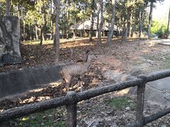 -清迈夜间动物园