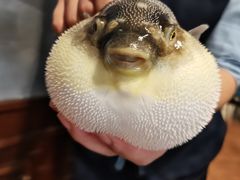 -肆月河豚·新淮扬(金融街店)