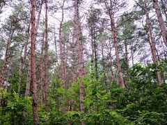 -帽儿山国家森林公园