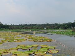 -东平国家森林公园