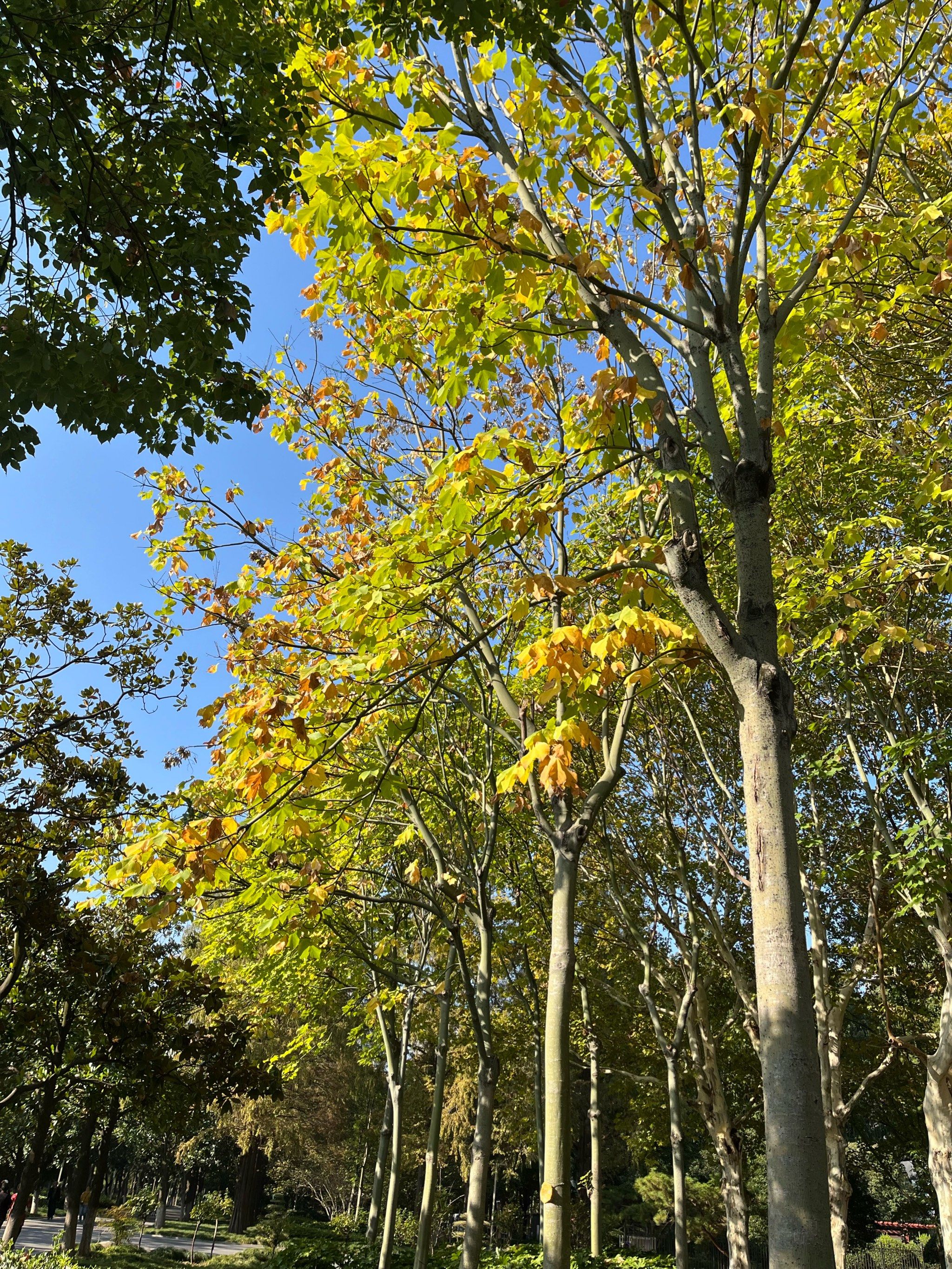秋天的树和花一样美
