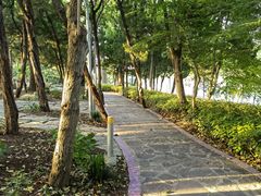 -嘉定紫藤园