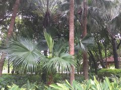 -黄埔荔枝公园