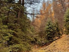 -芦芽山旅游度假区