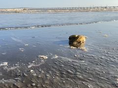 -南汇新城海滩