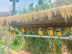 -西霞口神雕山野生动物世界