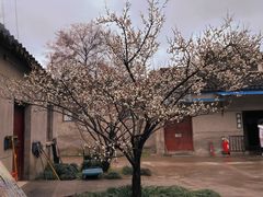-西园戒幢律寺