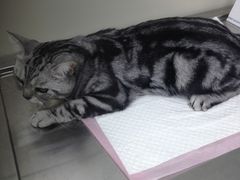 -康乐宝动物医院