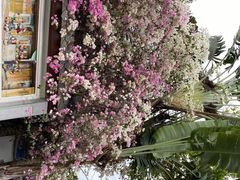 -深圳国际园林花卉博览园