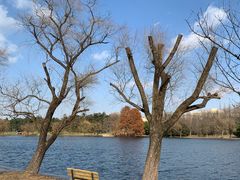 -上海共青森林公园