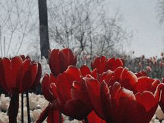 -杭州湾海上花田景区