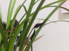 -盒马鲜生(丁香国际店)