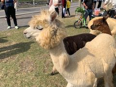 -大连铭湖国际观光牧场