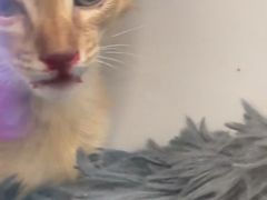 -糯米喵星人总部直营旗舰店·猫舍·幼猫出售