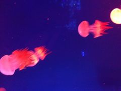 南昌海洋馆-南昌海洋公园