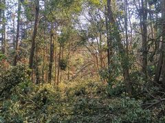 -青龙山国家森林公园