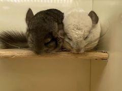 -龙猫仔乐园(惠福东路店)