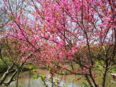 -南汇桃花村
