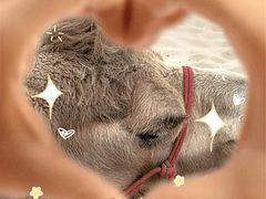 -库伦旗银沙湾旅游景区