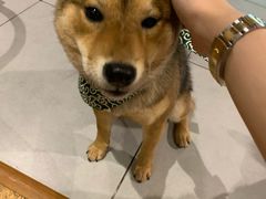 -柴务处·柴犬主题狗咖