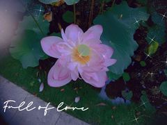 -陈家山荷花公园