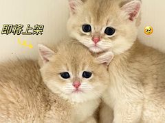 -lincat·猫舍(广州店)