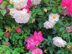 -人民公园(罗湖区)