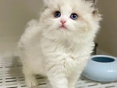 -lincat·猫舍(广州店)