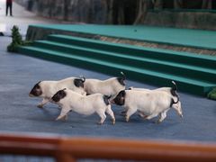 -杭州野生动物世界