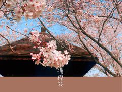 -顾村公园