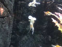 -苏州海洋馆