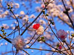 -顾村公园
