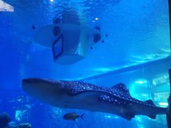 -成都浩海立方海洋公园