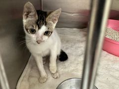 -安安宠医宠物医院·异宠·犬猫内科(岳阳分院)