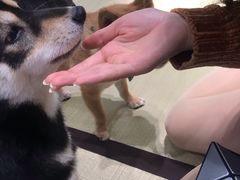 -逗柴咖啡屋·狗咖猫咖宠物桌游