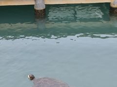 -广东惠东海龟国家级自然保护区
