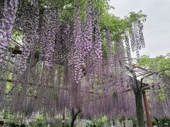 -嘉定紫藤园