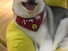 -Husky Go! 哈士奇体验馆·宠物咖啡厅狗咖