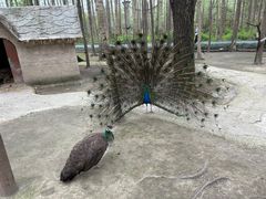 -昆山城市生态森林公园