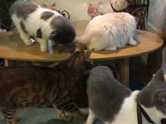 -李小姐の猫咖啡馆(五角场店)