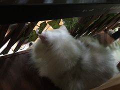 -李小姐の猫咖啡馆(五角场店)