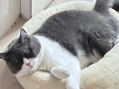 -lincat·猫舍(广州店)