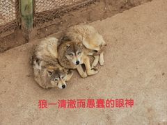 -青藏高原野生动物园