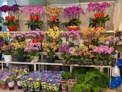 -双季花艺园艺市场(浦东店)