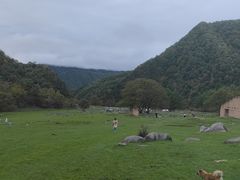 -狮子沟牧场