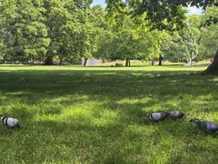 -海德公园